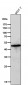Anti-Caspase-9 CASP9 Rabbit Monoclonal Antibody